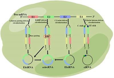 Biological functions, mechanisms, and clinical significance of circular RNA in colorectal cancer